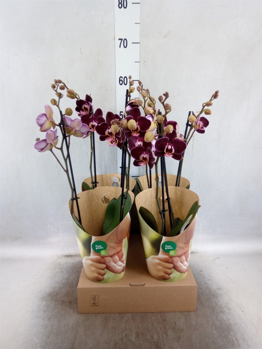 <h4>Phalaenopsis  'Elegant Debora'</h4>