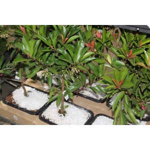 ARDISIA JARDINEIRA 1.1L