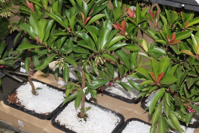 <h4>ARDISIA JARDINEIRA 1.1L</h4>