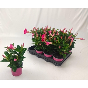 MANDE RIO PINK