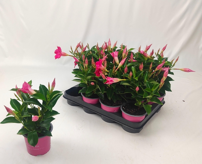 <h4>MANDE RIO PINK</h4>