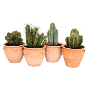 Cactus kruik met 4 oren