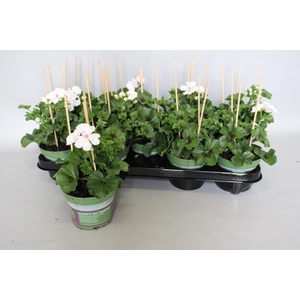 Pelargonium peltatum Blanche Roche (White)