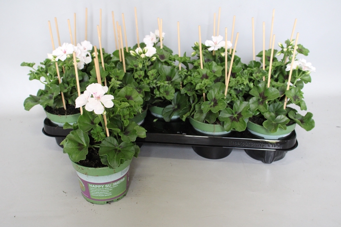 <h4>Pelargonium peltatum Blanche Roche (White)</h4>