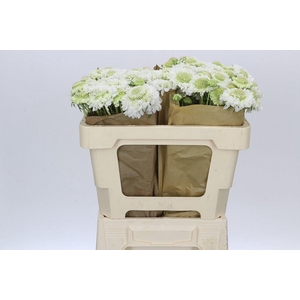 Scabiosa Scoop White