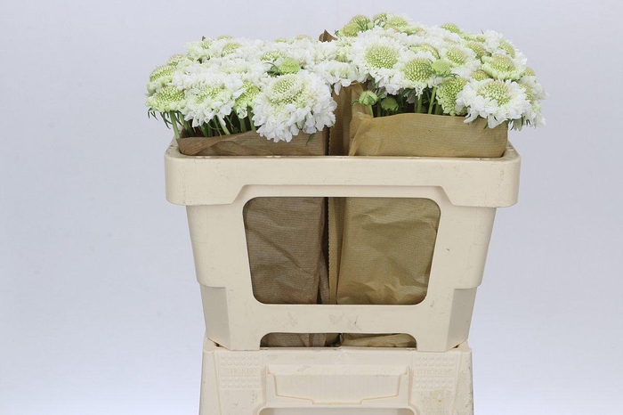 <h4>Scabiosa Scoop White</h4>