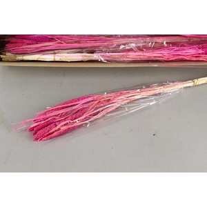 Df Setaria 70cm Pink Bs 50g