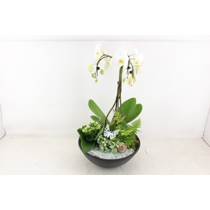 arr2 PL - Ebbi black phal. paraplu wit