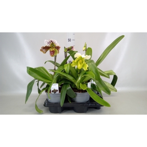 Paphiopedilum american hybride mix