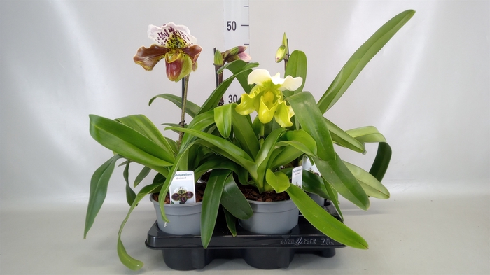 <h4>Paphiopedilum american hybride mix</h4>