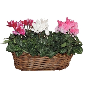 Cyclamen Super Serie Carnaval in Mand Hanoi 30 cm