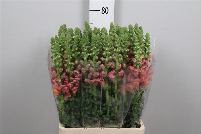 <h4>Antir Poto D Orange</h4>