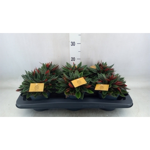 Peperomia caperata 'Rosso'