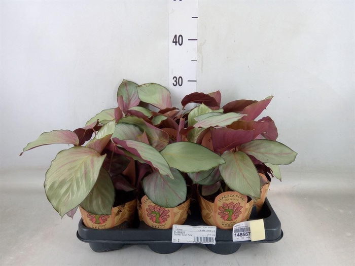 <h4>Calathea ...</h4>