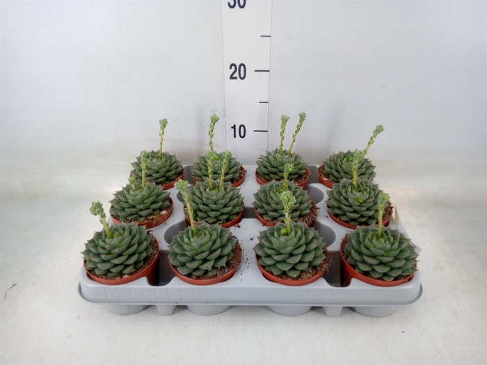 <h4>Echeveria   ...</h4>
