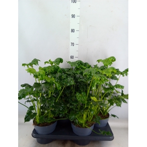 Philodendron   ...