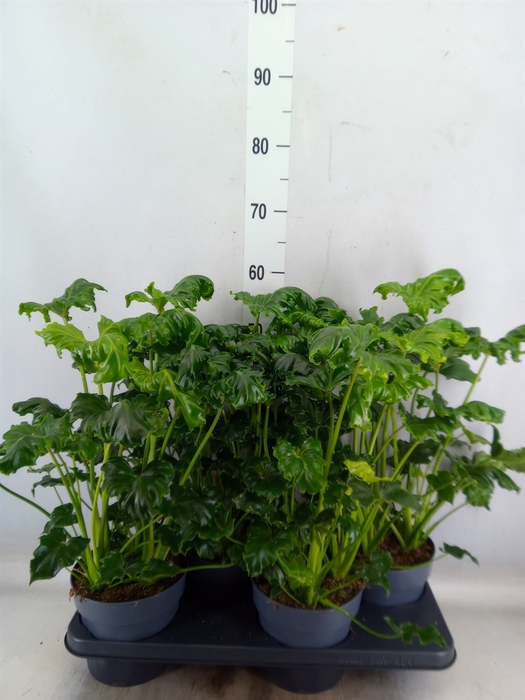 <h4>Philodendron   ...</h4>