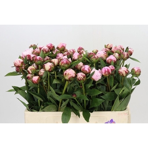 Paeonia sarah bernhardt