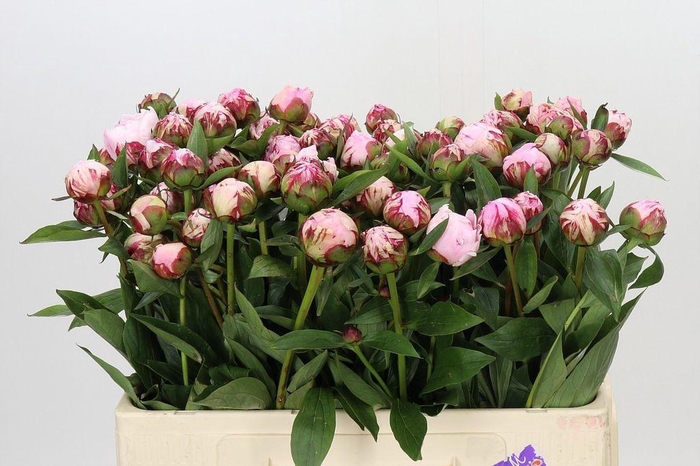 <h4>Paeonia sarah bernhardt</h4>