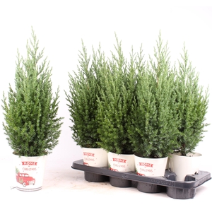 Jun Chin Stricta Smartcup Christmas