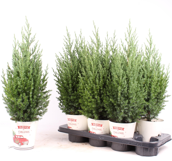 <h4>Jun Chin Stricta Smartcup Christmas</h4>