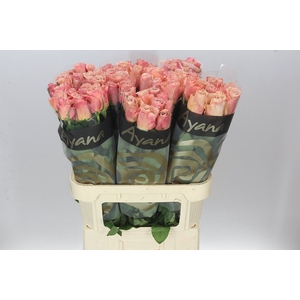 Rosa Gr Moccachino