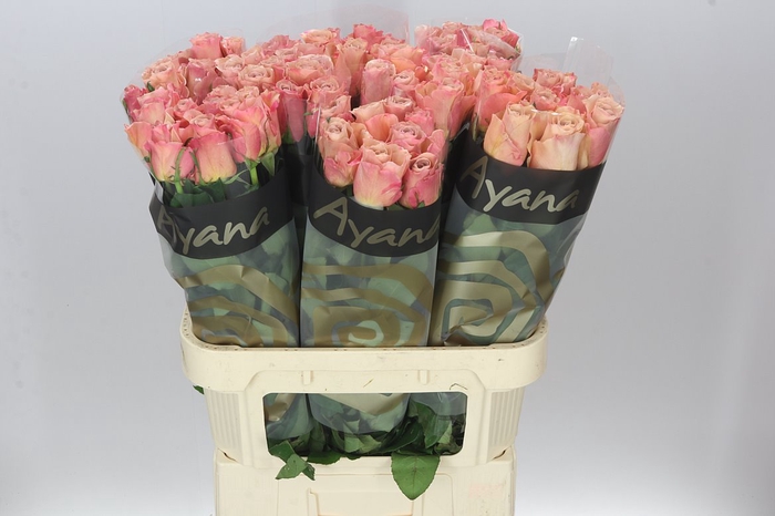 <h4>Rosa Gr Moccachino</h4>