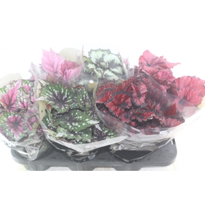 BEGONIA BELEAF P15 PO