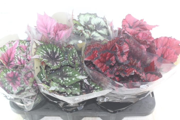 BEGONIA BELEAF P15 PO