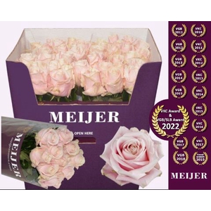 R Gr Sweet Avalanche Meijer Purple 90 cm