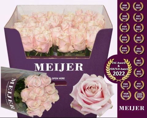 <h4>R Gr Sweet Avalanche Meijer Purple 90 cm</h4>