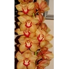 Cymbidium Orange/Gold 8/11 Bl pst