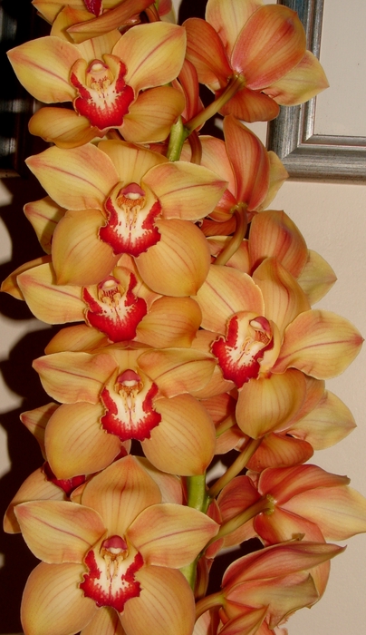 Cymbidium Orange/Gold 8/11 Bl pst