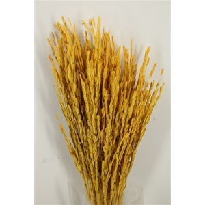 Dried Rice Oryza Yellow Bunch