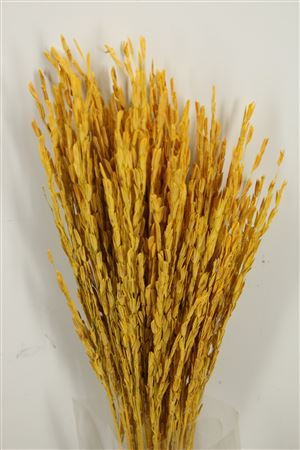 Dried Rice Oryza Yellow Bunch