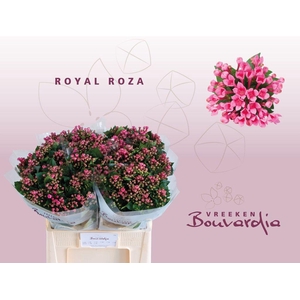 Bouvardia si roza