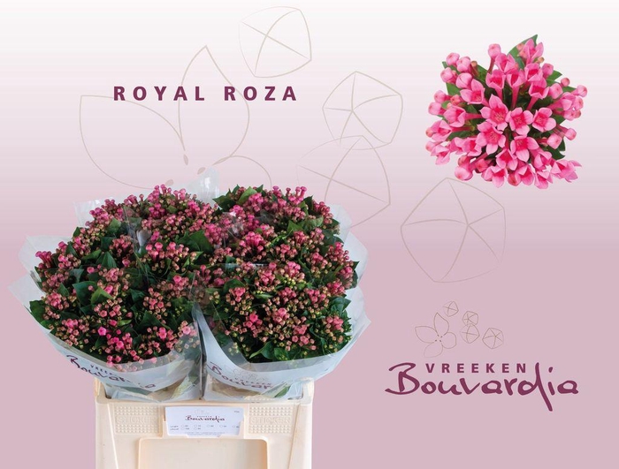 <h4>Bouvardia si roza</h4>