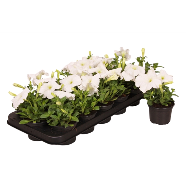 <h4>Petunia wit p9</h4>