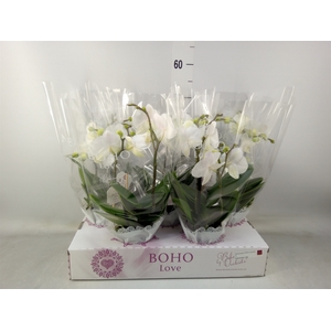 Phalaenopsis   ...white