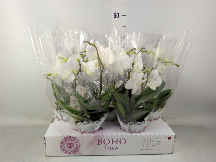 <h4>Phalaenopsis   ...white</h4>