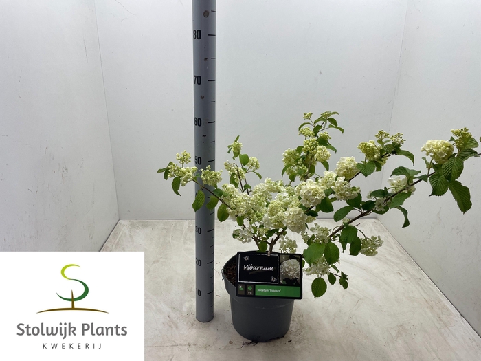 <h4>VIBU PLICATUM</h4>