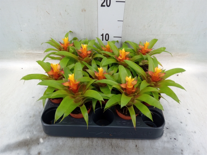 <h4>Guzmania  'Fairy'</h4>