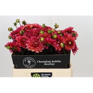 Dahlia Salmon Runner