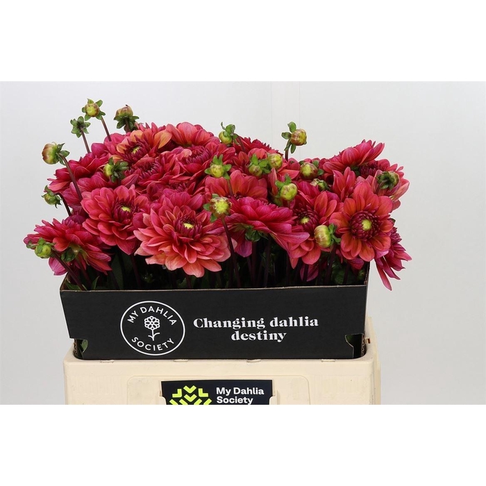 <h4>Dahlia Salmon Runner</h4>