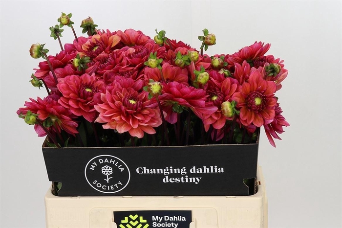 <h4>Dahlia Salmon Runner</h4>