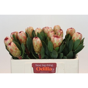 PROTEA GRANDICOLOR