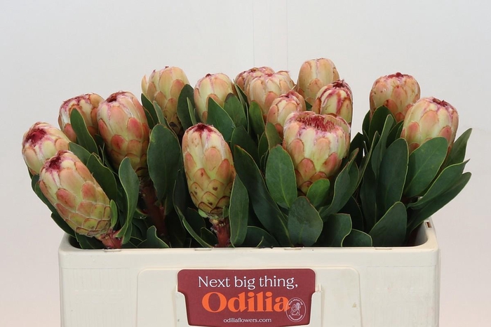 <h4>PROTEA GRANDICOLOR</h4>
