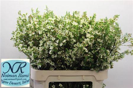 <h4>Chame Crystal Pearl White 80cm</h4>