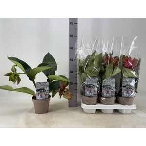 Medinilla Magnifica Dolce Rossa 14Ø 35cm 2fl