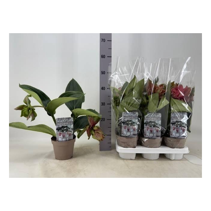 <h4>Medinilla Magnifica Dolce Rossa 14Ø 35cm 2fl</h4>